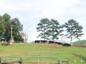 Cows at WHR